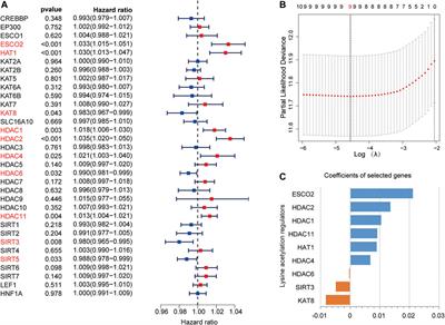 The Prognostic Value of Lysine Acetylation Regulators in Hepatocellular Carcinoma